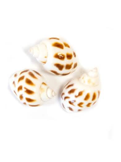 Conchas decorativas blancas moteadas