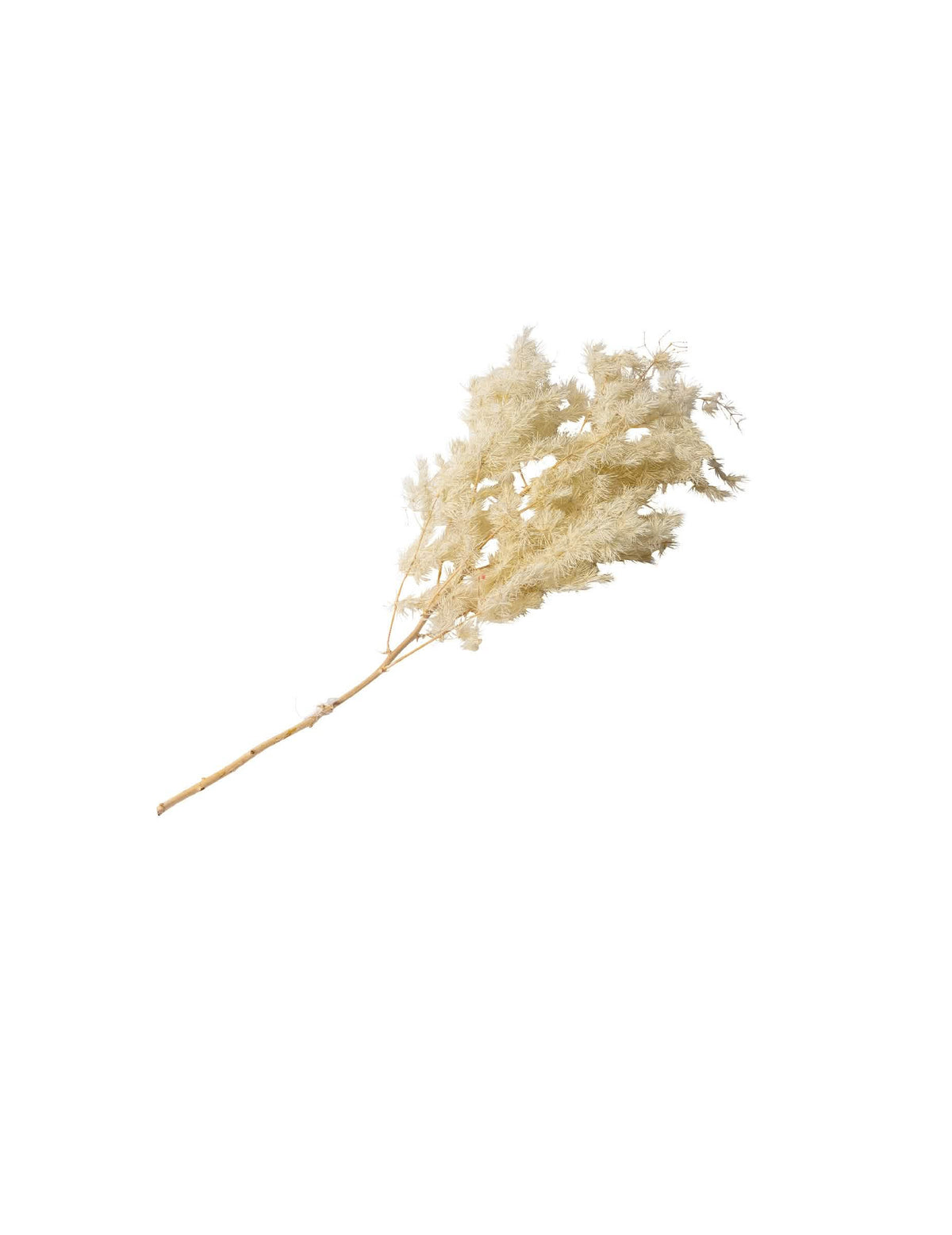 Branche de mini plumeaux naturels bohème pour décoration ivoire