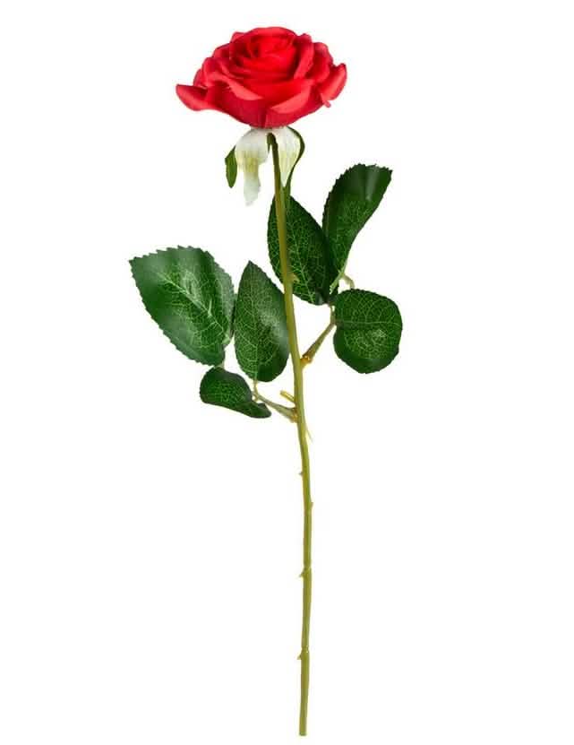 rosa rojo con tallo y hojas verdes
