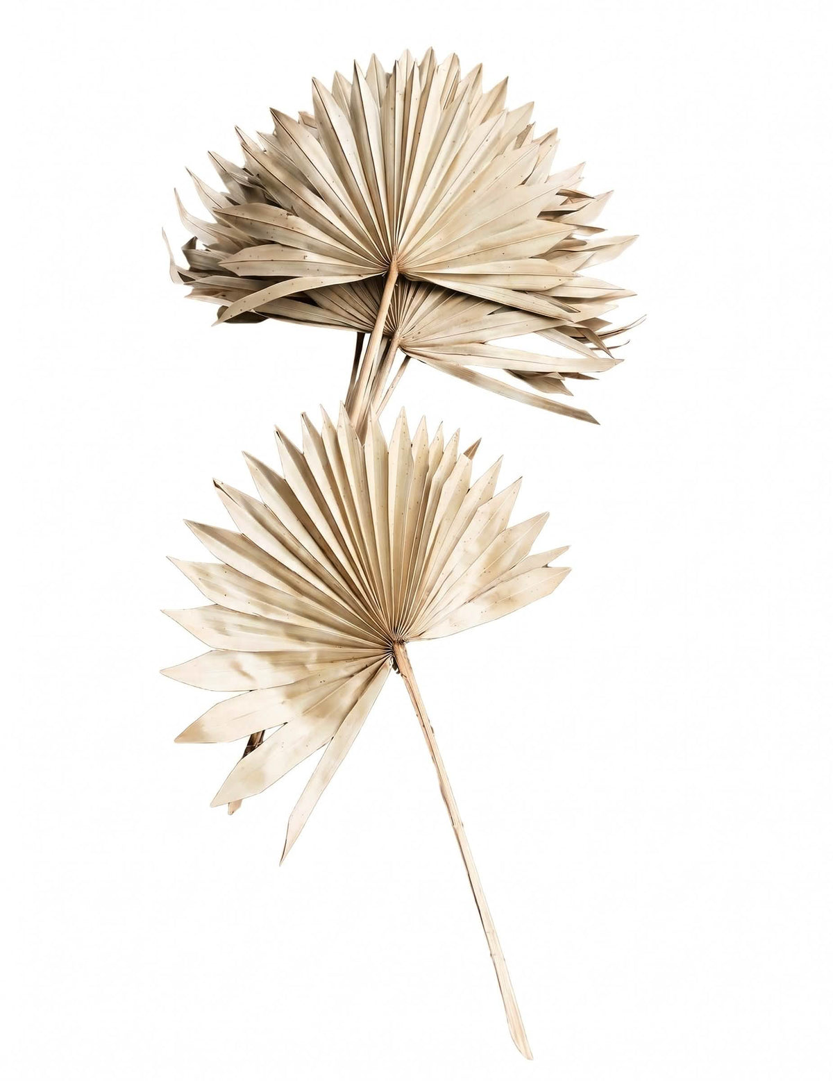 10 hojas de palma 55 cm decoración tropical