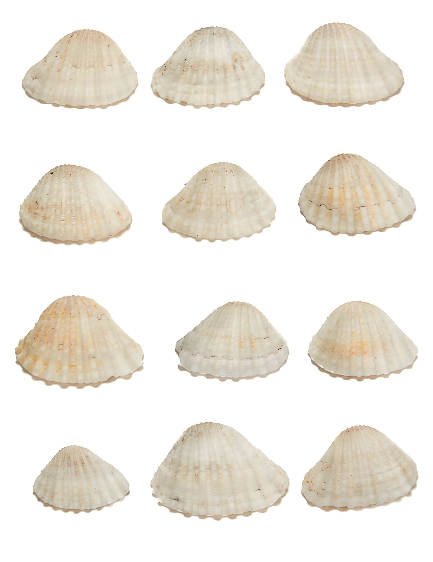 12 coquillages de décoration thème marin beiges en plastique