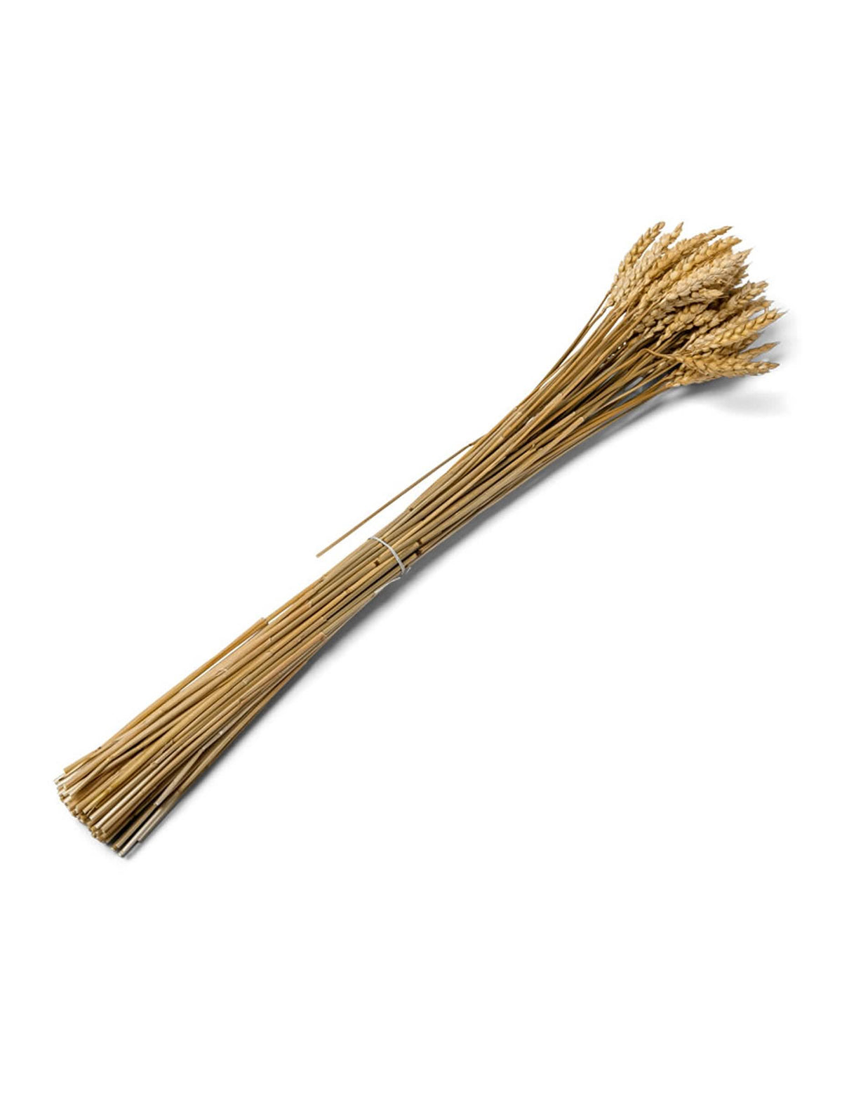 Ramo de espigas de trigo natural para decoración amarillo paja