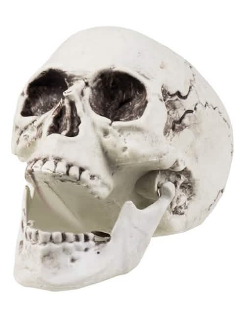 Decoración de cráneo de halloween para fiesta blanco envejecido con mandíbula abierta