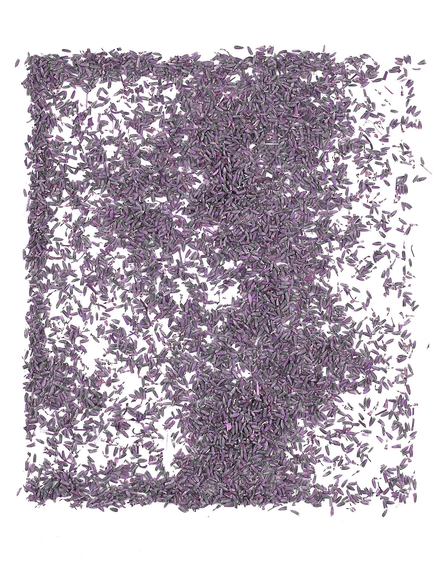 Bolsa de 1kg de flores de lavanda naturales para boda