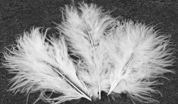 Plumes de décoration pour mariage blanches