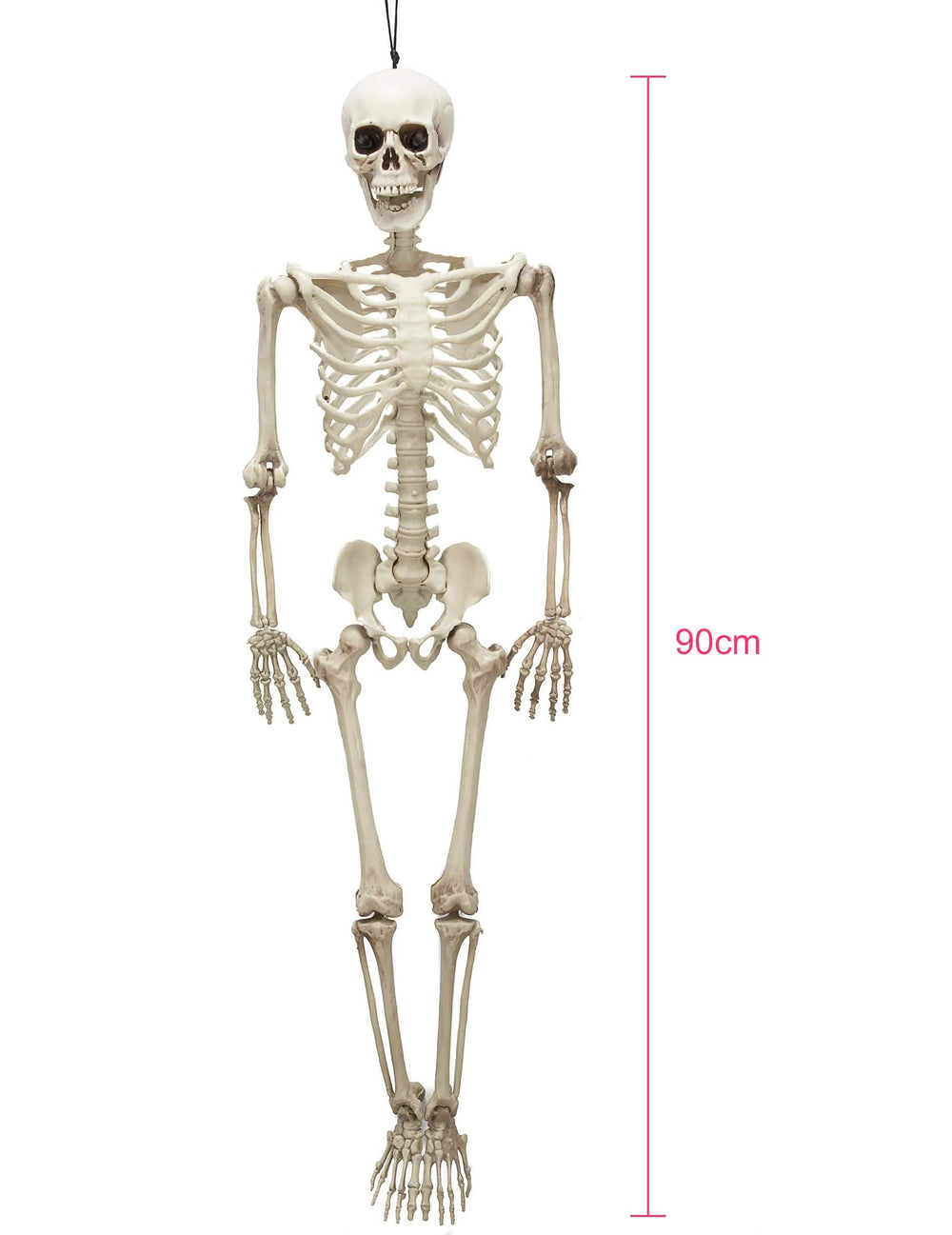 Vue d'ensemble avec échelle du squelette articulé Halloween