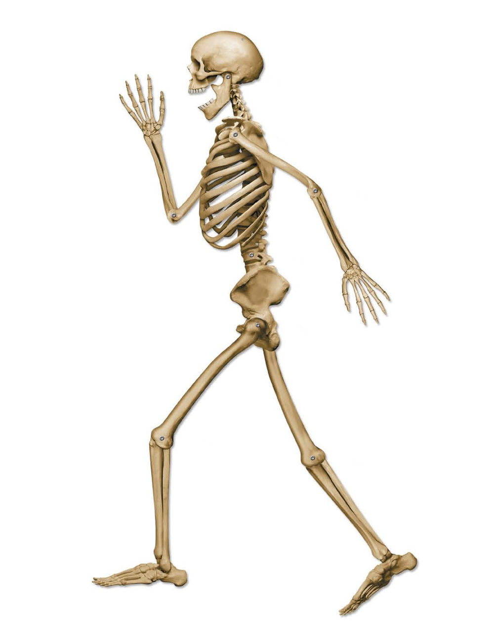 Decoración de esqueleto caminante para halloween beige